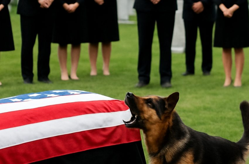  По време на погребението кучето започна да лае силно. Но това, което откриха присъстващите, шокира всички.