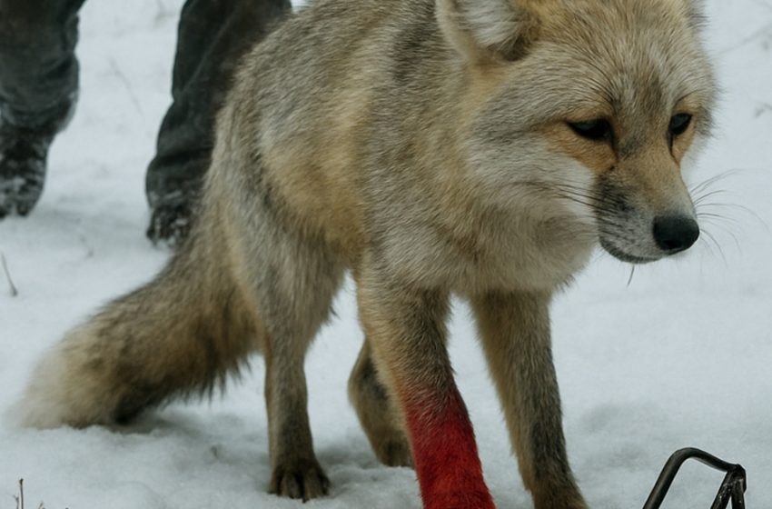  Ранено вълче молеше за помощ — и това, което стори този старец, завинаги промени съдбите им. История, която докосна сърцата на милиони.